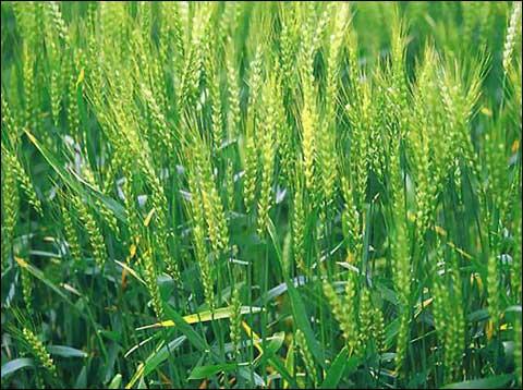 小麦的种植方法步骤 小麦种植的六个过程图