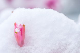 杨花似雪，诗意盎然的春日寄语，杨花似雪花