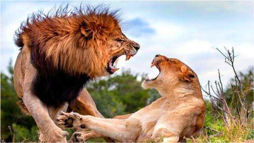 绝对少见,6头雌狮攻击1头雄狮,雄狮以往的雄风不见了 