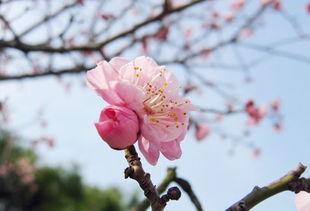 关于立春的桃花的诗句