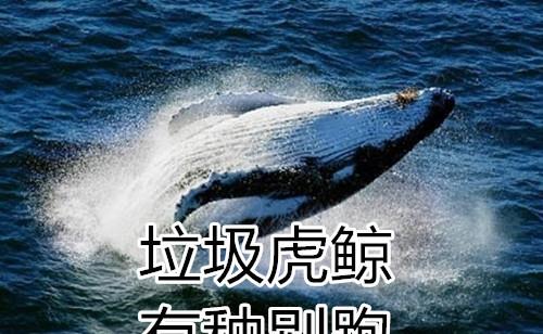 深海座头鲸(摩羯座虎鲸)(座头鲸生活在深海还是浅海)