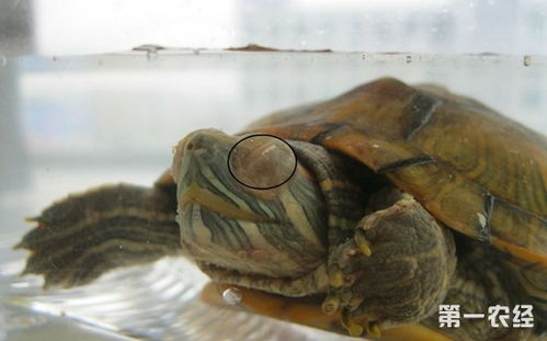 乌龟冬眠要放水吗