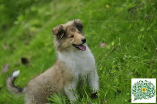 图 苏格兰牧羊犬幼犬,苏格兰牧羊犬多少钱一只 成都宠物狗 