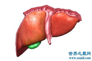 人体最大的器官是肝脏 最新发现的最大器官能分散癌症 