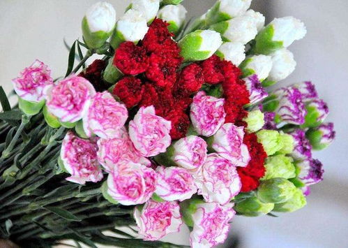 送母亲什么花比较好,张小斐又唱萱草花，那是最有中国特色的花，春节共赏中国母亲花