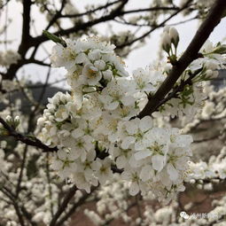 知否 知否 2019泸州春季赏花图鉴来了 每个春天都用得上