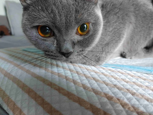 猫咪眼睛异常 