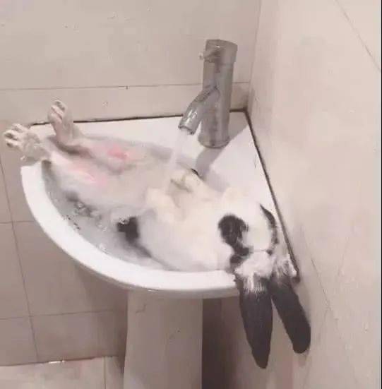 网友竟然给自家兔子用这样的方式洗澡,这比人类过的还舒服呀