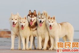 出售纯种雪橇犬哈士奇 北京 朝阳区 狗狗市场 