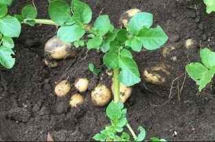 土豆的种植方法和时间,土豆种植时间和方法剪枝条