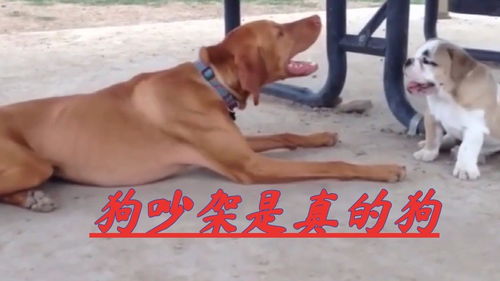 四川话搞笑配音 不愧是狗,吵架是真的 狗 