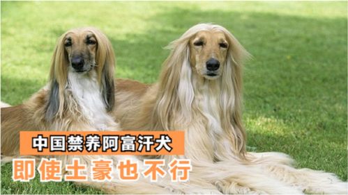 为什么我国 禁养 阿富汗犬 即使再有钱也不行 看完你还敢养吗 