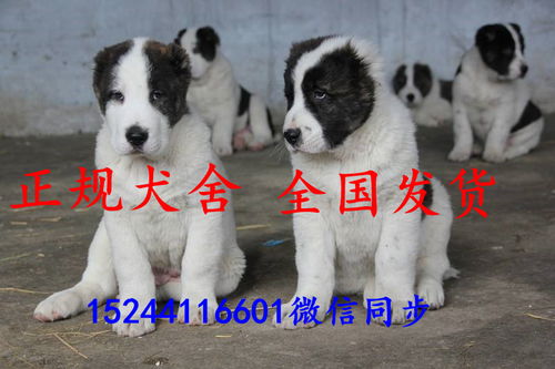 中亚牧羊犬多少钱一只价格多少