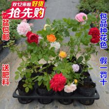 花苗开花不断