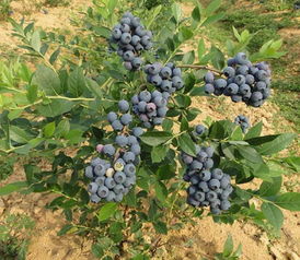 蓝莓种植技术,蓝莓树如何种植？
