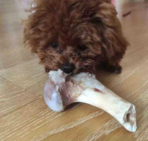 狗狗为什么喜欢啃骨头,不一定想吃肉了,有可能是这五个原因 