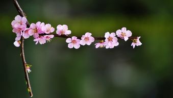 关于春天和桃花的诗句