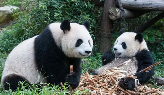 日本熊猫宝宝又要公开征名了,那些漂洋过海的大熊猫们都叫什么名