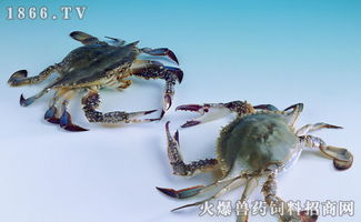 海蟹和河蟹的区别