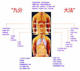 中医执业医师实践技能考点冲刺 腹部九分法 