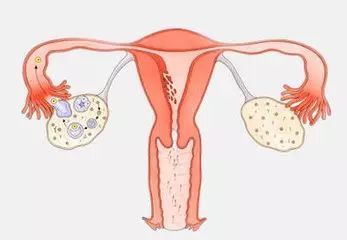 女性有两个卵巢,为何每月只有一侧在排卵