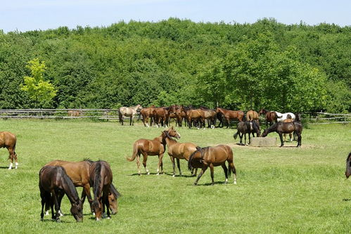 养马基地 养马场 2015年马匹价格 养马场哪里最好 马养殖 