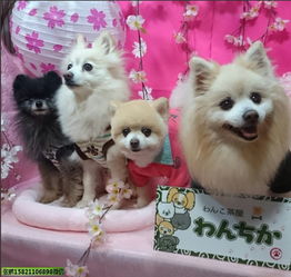日本宠物展览会及日本宠物用品展览会 