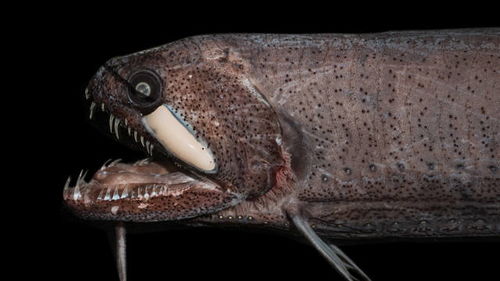 深海中恐怖的黑色鱼刷新研究人员的认知 其特性 未来将被用于工业