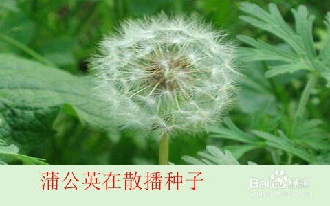 蒲公英祛雀斑怎么弄好看？蒲公英的功效可有效祛除雀斑吗(蒲公英如何祛斑?不花钱的祛斑方法)