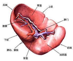 人的脏腑器官图