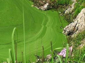 养殖池塘出现水体富营养化有哪些危害