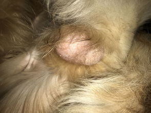 狗狗做了绝育手术快3个月了,今天跟它玩耍的时候发现它的生殖器下面 睾丸附近 长了一个像肿瘤的东西 