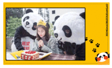 熊猫不走感恩日,会跳舞的小熊猫来啦 买蛋糕就送
