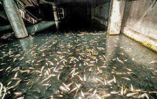 农民小伙发现废弃商场,里面却已生活着上万只鲤鱼