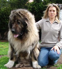 高加索犬 世界体型最大的狗 被称 犬中之王 