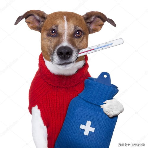 狗狗发烧了怎么办,判断狗狗发烧的常用方法,狗狗发烧降温这样做 