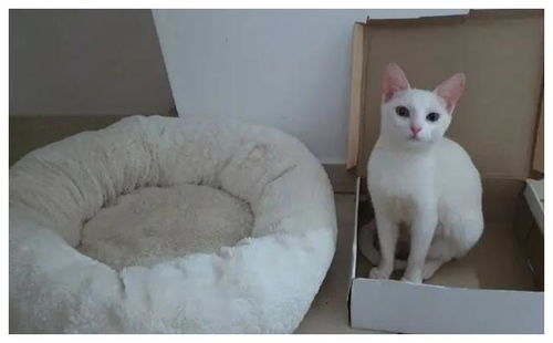面对猫窝和纸箱子,猫咪的选择简直太蠢,上网一查却发现暗藏玄机