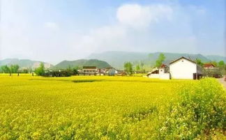 人均28元 泡温泉 赏油菜花 吃清远鸡,过年就来这里玩 