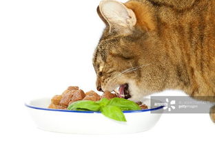 猫粮营养全面吗 猫咪光吃猫粮够吗 