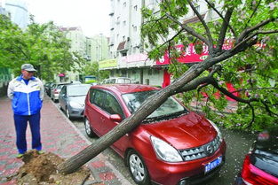 狂风刮倒大树砸了车 