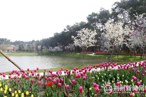 约吗 荆州发布春季十二条赏花线路
