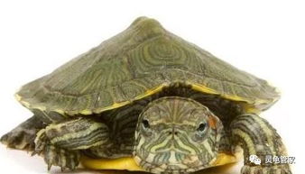 现在非常多的人都喜欢乌龟,乌龟到底是怎么养殖的呢