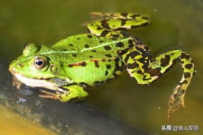 青蛙会淹死吗(青蛙有可能被水淹死吗)