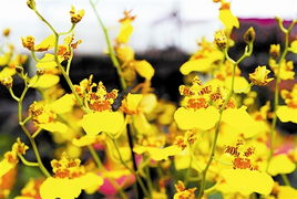 迎春花市卖什么好？