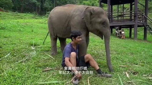 两个多月大的大象,高智商动物,不要伤害它们,真的很有灵性 