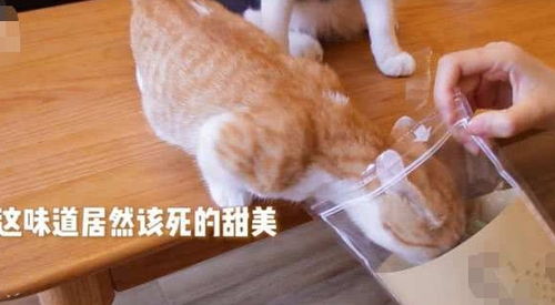 猫薄荷,人可以吃吗?