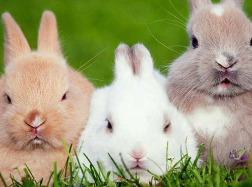 兔子不吃窝边草 什么意思 其实还有下一句,可惜十人九不知