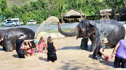 泰国这些失业的大象,它们的生活还好吗