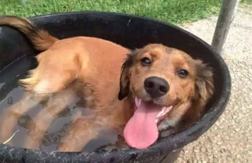 炎炎夏日狗狗最怕中暑,记住下面3点,紧急时刻可挽救爱犬一命