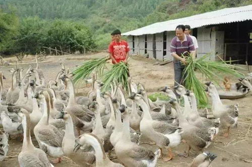 农村养殖 农民林下养鹅,每只150元,年收入45万元